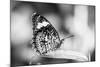 Beautiful Close Up of a Butterfly in the Garden-Mohana AntonMeryl-Mounted Photographic Print