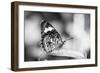Beautiful Close Up of a Butterfly in the Garden-Mohana AntonMeryl-Framed Photographic Print