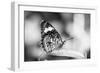 Beautiful Close Up of a Butterfly in the Garden-Mohana AntonMeryl-Framed Photographic Print