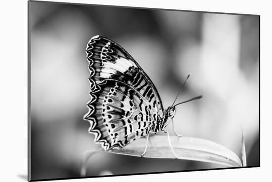 Beautiful Close Up of a Butterfly in the Garden-Mohana AntonMeryl-Mounted Photographic Print