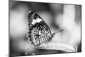 Beautiful Close Up of a Butterfly in the Garden-Mohana AntonMeryl-Mounted Photographic Print