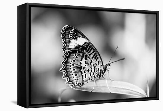 Beautiful Close Up of a Butterfly in the Garden-Mohana AntonMeryl-Framed Stretched Canvas