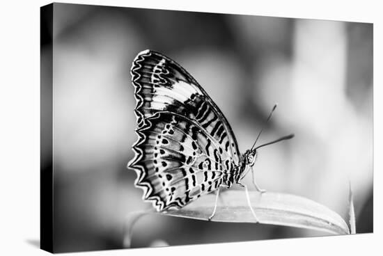 Beautiful Close Up of a Butterfly in the Garden-Mohana AntonMeryl-Stretched Canvas