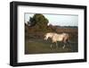 Beautiful close up of New Forest Pony Horse Bathed in Fresh Dawn Sunlight-Veneratio-Framed Photographic Print