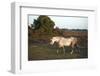 Beautiful close up of New Forest Pony Horse Bathed in Fresh Dawn Sunlight-Veneratio-Framed Photographic Print