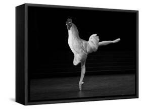 Beautiful Cock-Thomas Barbey-Framed Stretched Canvas