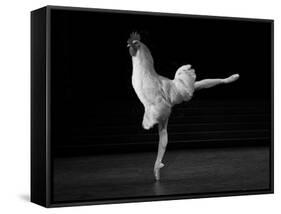 Beautiful Cock-Thomas Barbey-Framed Stretched Canvas