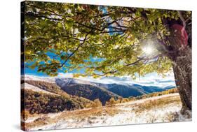 Beautiful Colorful Autumn Leaves in the Forest. Carpathian, Ukraine, Europe. Beauty World.-Leonid Tit-Stretched Canvas