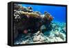 Beautiful Colorful Coral Reef and Tropical Fish Underwater at Maldives-BlueOrange Studio-Framed Stretched Canvas