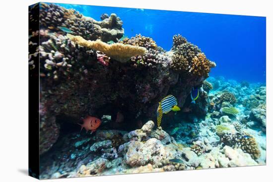 Beautiful Colorful Coral Reef and Tropical Fish Underwater at Maldives-BlueOrange Studio-Stretched Canvas