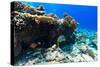 Beautiful Colorful Coral Reef and Tropical Fish Underwater at Maldives-BlueOrange Studio-Stretched Canvas