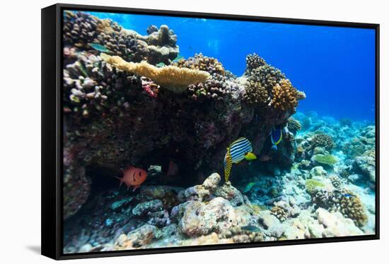 Beautiful Colorful Coral Reef and Tropical Fish Underwater at Maldives-BlueOrange Studio-Framed Stretched Canvas