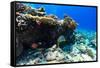 Beautiful Colorful Coral Reef and Tropical Fish Underwater at Maldives-BlueOrange Studio-Framed Stretched Canvas