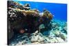 Beautiful Colorful Coral Reef and Tropical Fish Underwater at Maldives-BlueOrange Studio-Stretched Canvas