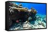 Beautiful Colorful Coral Reef and Tropical Fish Underwater at Maldives-BlueOrange Studio-Framed Stretched Canvas