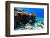 Beautiful Colorful Coral Reef and Tropical Fish Underwater at Maldives-BlueOrange Studio-Framed Photographic Print