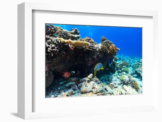 Beautiful Colorful Coral Reef and Tropical Fish Underwater at Maldives-BlueOrange Studio-Framed Photographic Print