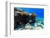 Beautiful Colorful Coral Reef and Tropical Fish Underwater at Maldives-BlueOrange Studio-Framed Photographic Print