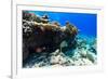 Beautiful Colorful Coral Reef and Tropical Fish Underwater at Maldives-BlueOrange Studio-Framed Photographic Print