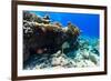 Beautiful Colorful Coral Reef and Tropical Fish Underwater at Maldives-BlueOrange Studio-Framed Photographic Print