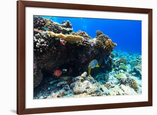 Beautiful Colorful Coral Reef and Tropical Fish Underwater at Maldives-BlueOrange Studio-Framed Photographic Print