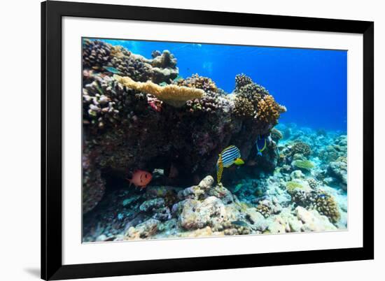 Beautiful Colorful Coral Reef and Tropical Fish Underwater at Maldives-BlueOrange Studio-Framed Photographic Print