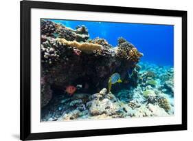 Beautiful Colorful Coral Reef and Tropical Fish Underwater at Maldives-BlueOrange Studio-Framed Photographic Print