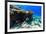 Beautiful Colorful Coral Reef and Tropical Fish Underwater at Maldives-BlueOrange Studio-Framed Photographic Print