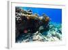 Beautiful Colorful Coral Reef and Tropical Fish Underwater at Maldives-BlueOrange Studio-Framed Photographic Print