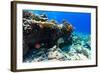 Beautiful Colorful Coral Reef and Tropical Fish Underwater at Maldives-BlueOrange Studio-Framed Photographic Print