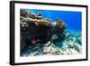 Beautiful Colorful Coral Reef and Tropical Fish Underwater at Maldives-BlueOrange Studio-Framed Photographic Print