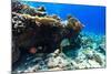 Beautiful Colorful Coral Reef and Tropical Fish Underwater at Maldives-BlueOrange Studio-Mounted Photographic Print