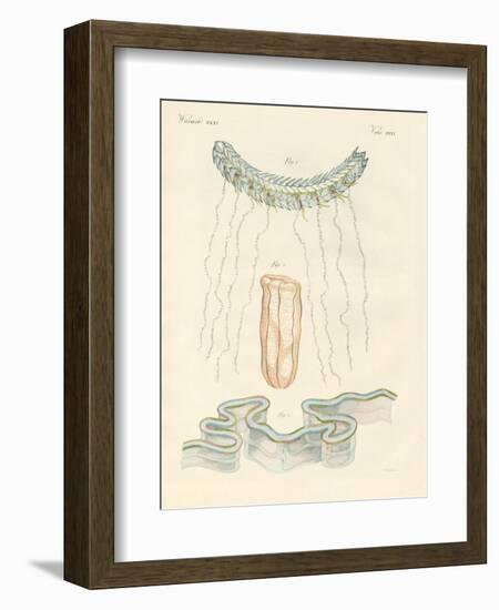 Beautiful Comb Jellies-null-Framed Giclee Print