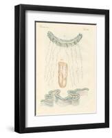 Beautiful Comb Jellies-null-Framed Giclee Print