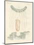Beautiful Comb Jellies-null-Mounted Giclee Print