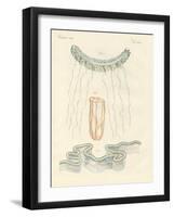 Beautiful Comb Jellies-null-Framed Giclee Print