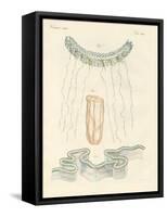 Beautiful Comb Jellies-null-Framed Stretched Canvas