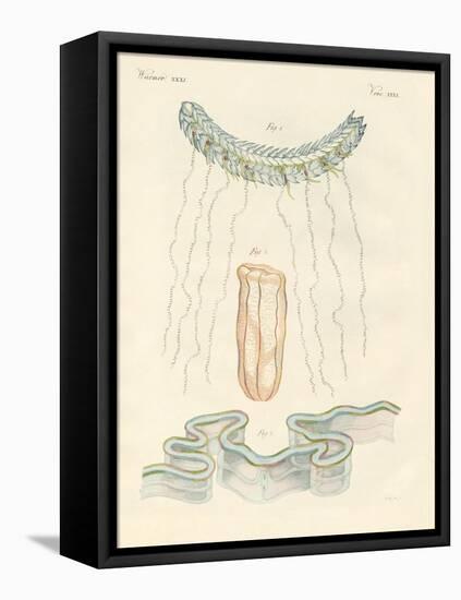 Beautiful Comb Jellies-null-Framed Stretched Canvas