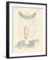 Beautiful Comb Jellies-null-Framed Giclee Print