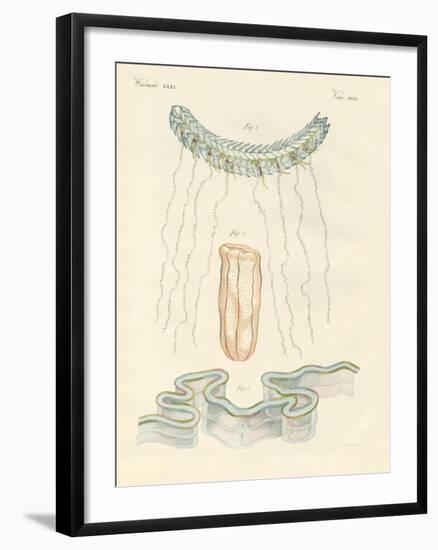 Beautiful Comb Jellies-null-Framed Giclee Print