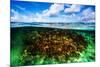 Beautiful Coral Garden Underwater, Diving on Maldives, Blue Cloudy Sky, Turquoise Water, Luxury Sum-Anna Omelchenko-Mounted Photographic Print
