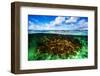 Beautiful Coral Garden Underwater, Diving on Maldives, Blue Cloudy Sky, Turquoise Water, Luxury Sum-Anna Omelchenko-Framed Photographic Print