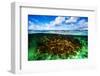 Beautiful Coral Garden Underwater, Diving on Maldives, Blue Cloudy Sky, Turquoise Water, Luxury Sum-Anna Omelchenko-Framed Photographic Print