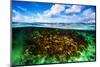 Beautiful Coral Garden Underwater, Diving on Maldives, Blue Cloudy Sky, Turquoise Water, Luxury Sum-Anna Omelchenko-Mounted Photographic Print