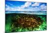 Beautiful Coral Garden Underwater, Diving on Maldives, Blue Cloudy Sky, Turquoise Water, Luxury Sum-Anna Omelchenko-Mounted Photographic Print