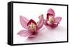 Beautiful Couple Pink Orchid Blossoms Isolated on a White-Apollofoto-Framed Stretched Canvas