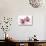 Beautiful Couple Pink Orchid Blossoms Isolated on a White-Apollofoto-Stretched Canvas displayed on a wall