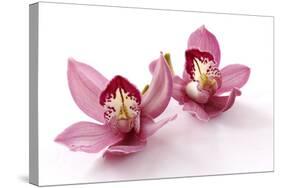 Beautiful Couple Pink Orchid Blossoms Isolated on a White-Apollofoto-Stretched Canvas