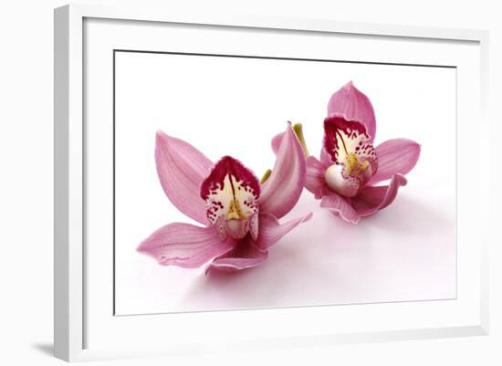 Beautiful Couple Pink Orchid Blossoms Isolated on a White-Apollofoto-Framed Photographic Print