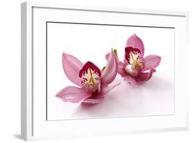 Beautiful Couple Pink Orchid Blossoms Isolated on a White-Apollofoto-Framed Photographic Print